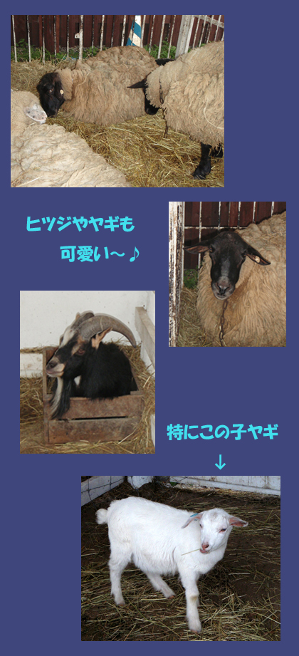 siretoko-b.jpg
