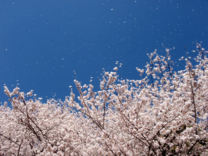 20080401_04a.jpg