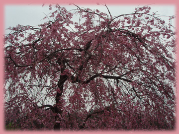 hanami2007-008.jpg