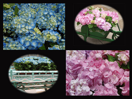 20080529_23ajisai.jpg