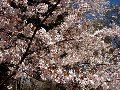 20080401_01a.jpg