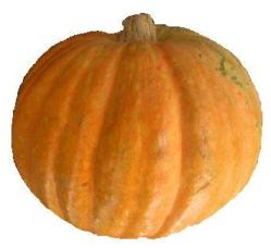 kabocha.jpg