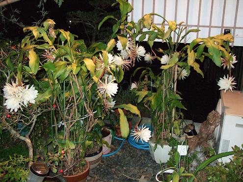 dscf5240.jpg
