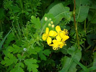 P1010628.jpg