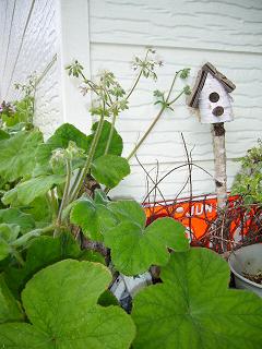P1010747.jpg