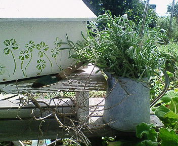 nec_0571.jpg
