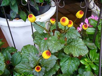 p1020625_1.jpg