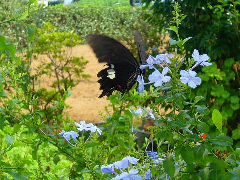 p1020684.jpg