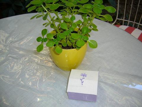 p1020831.jpg