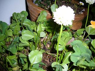 P1010760.jpg
