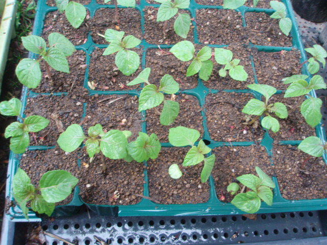 p5100310_1.jpg