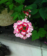 09flower03.jpg
