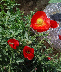 09flower01.jpg