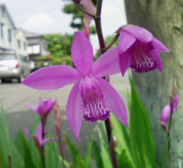 08flower04b.jpg