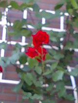 img20060521_3.jpg
