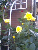 img20060521_2.jpg