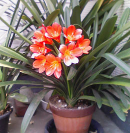 08flower05a.jpg