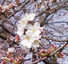 sakura.jpg