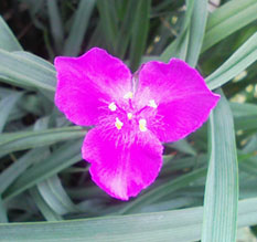 08flower02b.jpg