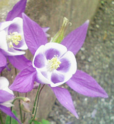 08flower07b.jpg