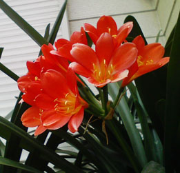 08flower05b.jpg