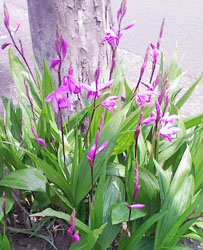 08flower04a.jpg