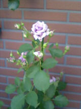 img20060521.jpg