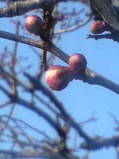 img20090211.jpg