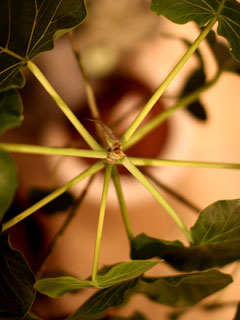 foliage-4-0128.jpg