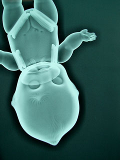 x-ray-qp-0328.jpg
