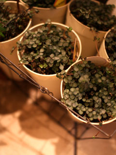 foliage-1-0128.jpg