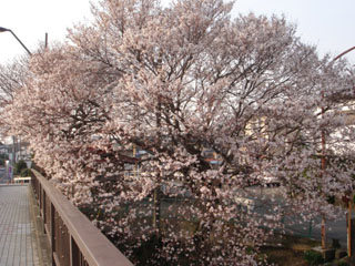 sakurakaika4.jpg