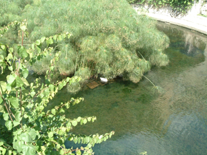 img20060528_3.jpg