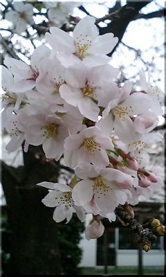 img20070330.jpg