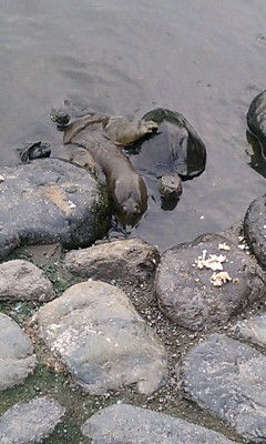 img20060731_5.jpg