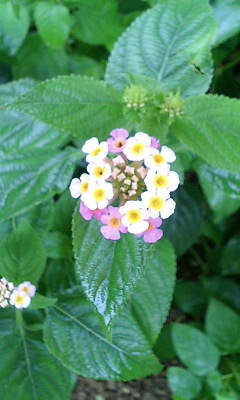 img20060607_5.jpg