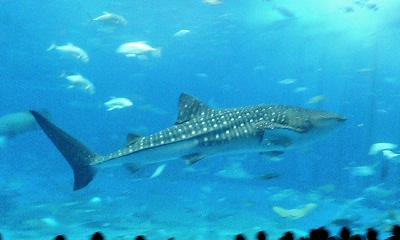 img20060606_6.jpg
