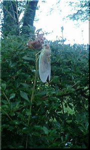 img20070730.jpg