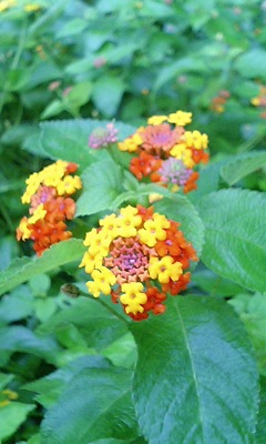 img20060607_4.jpg