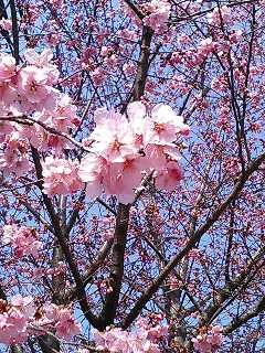 img20060330.jpg