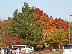 11-8-1