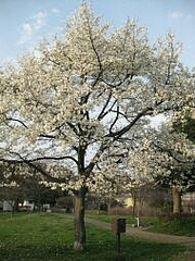 3-22-sakura7