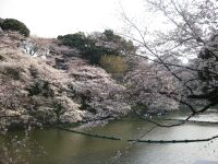 sakura2.jpg