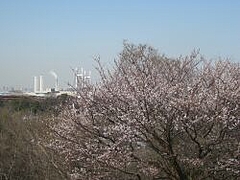 3-30-sakura6