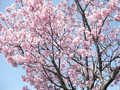 3-30-sakura4