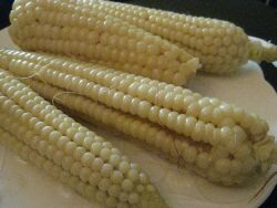 corn.jpg