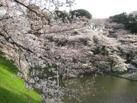 sakura1.jpg