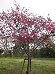 3-22-sakura6