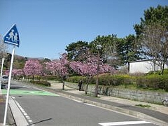 3-30-sakura3