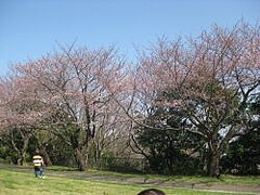 3-30-sakura5
